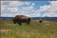 Bison